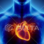 心臓の鼓動はどんなときに速くなるのか!心臓の役割も見てみよう!