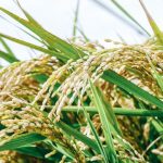 お米の保存の仕方と虫よけ防止方法!お餅のカビを防ぐ方法も紹介します!