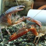 ザリガニの上手な飼育と水の管理を紹介します!