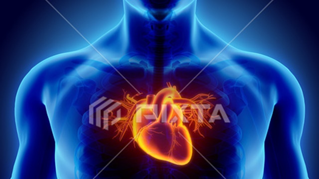 心臓の鼓動はどんなときに速くなるのか！心臓の役割も見てみよう！