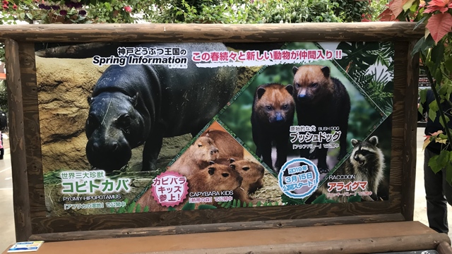 神戸どうぶつ王国の可愛い動物たち！お得な割引入場券とイベント情報！